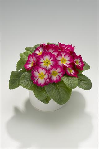 foto van een variëteit aan bloemen, te gebruiken als: Korf / Pot Primula acaulis, veris, vulgaris Mega Rose Picotée