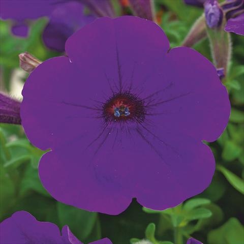 foto van een variëteit aan bloemen, te gebruiken als: Potplant, perkplant, patioplant Petunia hybrida F1 Trilogy Blue