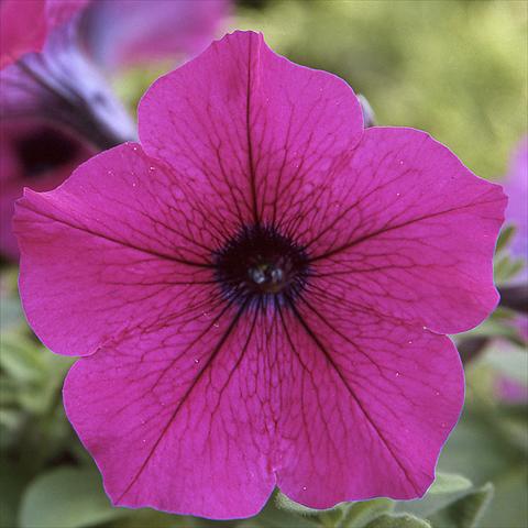 foto van een variëteit aan bloemen, te gebruiken als: Potplant, perkplant, patioplant Petunia hybrida F1 Trilogy Purple