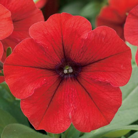 foto van een variëteit aan bloemen, te gebruiken als: Potplant, perkplant, patioplant Petunia hybrida F1 Trilogy Red