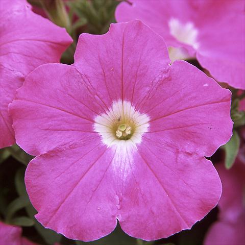 foto van een variëteit aan bloemen, te gebruiken als: Potplant, perkplant, patioplant Petunia hybrida F1 Trilogy Rose