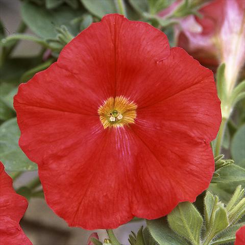foto van een variëteit aan bloemen, te gebruiken als: Potplant, perkplant, patioplant Petunia hybrida F1 Trilogy Scarlet
