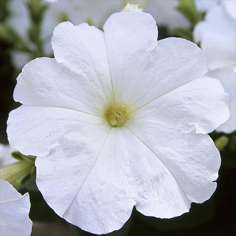 foto van een variëteit aan bloemen, te gebruiken als: Potplant, perkplant, patioplant Petunia hybrida F1 Trilogy White