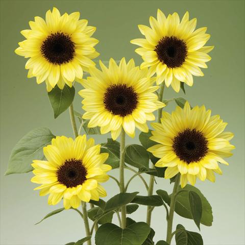 foto van een variëteit aan bloemen, te gebruiken als: Pot - en perkplant Helianthus annuus Sunrich® Limoncello Summer F1
