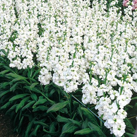 foto van een variëteit aan bloemen, te gebruiken als: Pot - en perkplant Matthiola incana Regal White