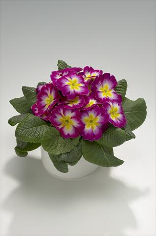 foto van een variëteit aan bloemen, te gebruiken als: Korf / Pot Primula acaulis, veris, vulgaris Mega Violet Picotee