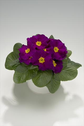 foto van een variëteit aan bloemen, te gebruiken als: Korf / Pot Primula acaulis, veris, vulgaris Mega Violet
