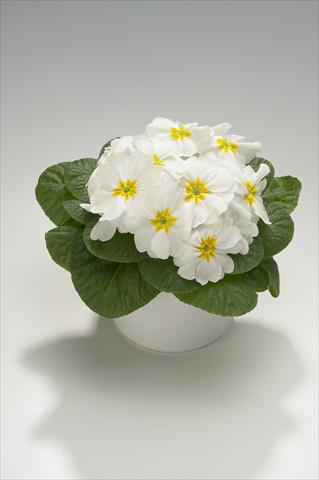 foto van een variëteit aan bloemen, te gebruiken als: Korf / Pot Primula acaulis, veris, vulgaris Mega White with Yellow Eye