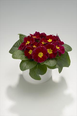 foto van een variëteit aan bloemen, te gebruiken als: Korf / Pot Primula acaulis, veris, vulgaris Mega Winered with Edge