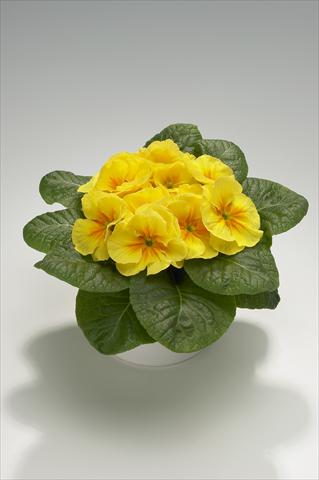 foto van een variëteit aan bloemen, te gebruiken als: Korf / Pot Primula acaulis, veris, vulgaris Mega Yellow with Eye