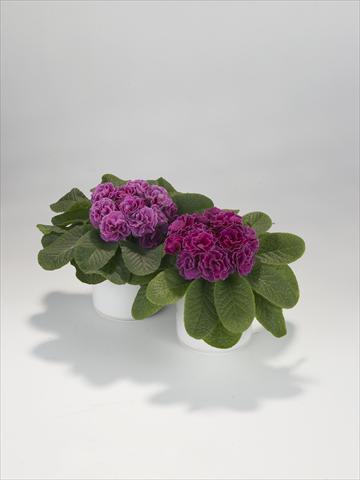 foto van een variëteit aan bloemen, te gebruiken als: Korf / Pot Primula acaulis, veris, vulgaris Paloma Lilac Shades
