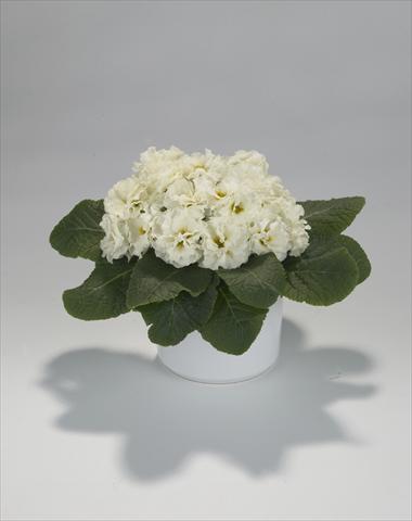 foto van een variëteit aan bloemen, te gebruiken als: Korf / Pot Primula acaulis, veris, vulgaris Paloma Lime