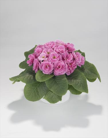 foto van een variëteit aan bloemen, te gebruiken als: Korf / Pot Primula acaulis, veris, vulgaris Paloma Pink