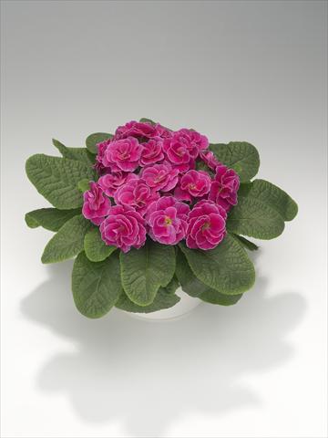 foto van een variëteit aan bloemen, te gebruiken als: Korf / Pot Primula acaulis, veris, vulgaris Paloma Rose Shades