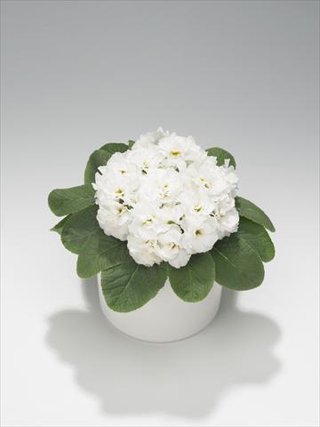 foto van een variëteit aan bloemen, te gebruiken als: Korf / Pot Primula acaulis, veris, vulgaris Paloma White