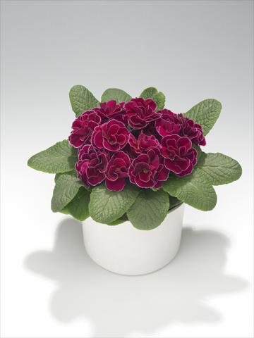foto van een variëteit aan bloemen, te gebruiken als: Korf / Pot Primula acaulis, veris, vulgaris Paloma Winered