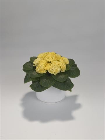 foto van een variëteit aan bloemen, te gebruiken als: Korf / Pot Primula acaulis, veris, vulgaris Paloma Yellow