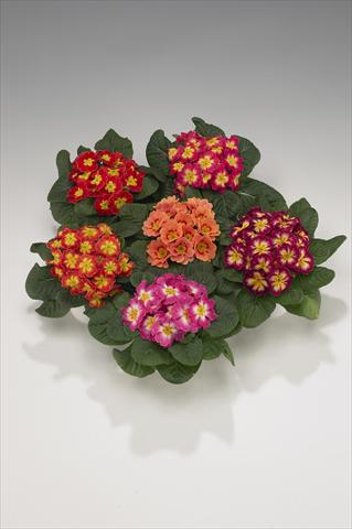 foto van een variëteit aan bloemen, te gebruiken als: Korf / Pot Primula acaulis, veris, vulgaris Viva Bicolor