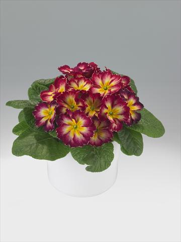 foto van een variëteit aan bloemen, te gebruiken als: Korf / Pot Primula acaulis, veris, vulgaris Viva Burgundy Flame