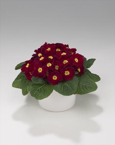 foto van een variëteit aan bloemen, te gebruiken als: Korf / Pot Primula acaulis, veris, vulgaris Viva Burgundy