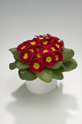 foto van een variëteit aan bloemen, te gebruiken als: Korf / Pot Primula acaulis, veris, vulgaris Viva Carmine with Edge