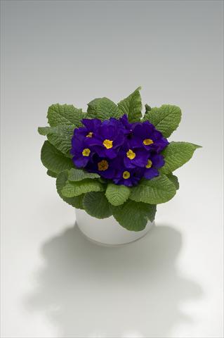 foto van een variëteit aan bloemen, te gebruiken als: Korf / Pot Primula acaulis, veris, vulgaris Viva Deep Blue