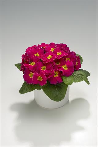 foto van een variëteit aan bloemen, te gebruiken als: Korf / Pot Primula acaulis, veris, vulgaris Viva Deep Rose with Edge