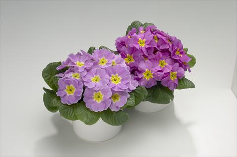 foto van een variëteit aan bloemen, te gebruiken als: Korf / Pot Primula acaulis, veris, vulgaris Viva Lavender Shades