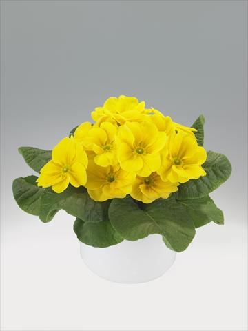 foto van een variëteit aan bloemen, te gebruiken als: Korf / Pot Primula acaulis, veris, vulgaris Viva Lemon Yellow