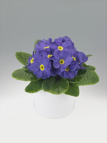foto van een variëteit aan bloemen, te gebruiken als: Korf / Pot Primula acaulis, veris, vulgaris Viva Mid Blue