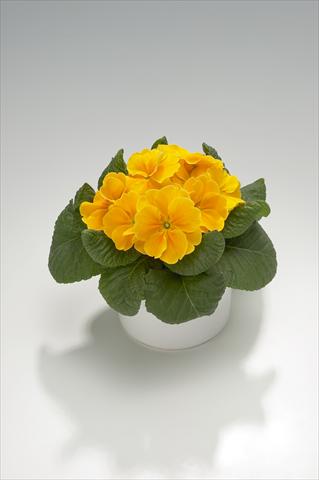 foto van een variëteit aan bloemen, te gebruiken als: Korf / Pot Primula acaulis, veris, vulgaris Viva Orange
