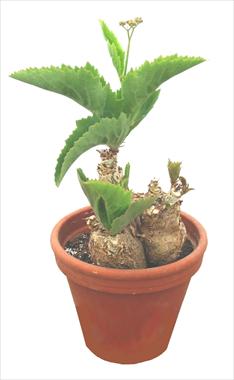 foto van een variëteit aan bloemen, te gebruiken als: Pot Cactus Cissus juttae
