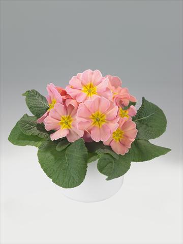 foto van een variëteit aan bloemen, te gebruiken als: Korf / Pot Primula acaulis, veris, vulgaris Viva Peach