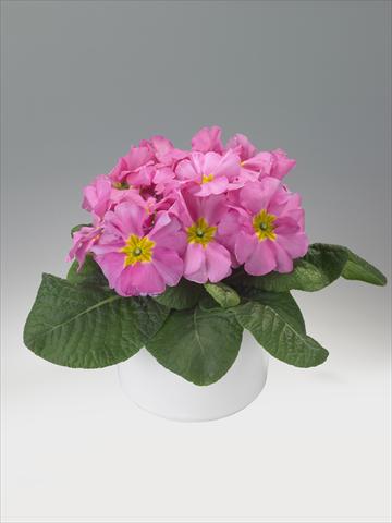 foto van een variëteit aan bloemen, te gebruiken als: Korf / Pot Primula acaulis, veris, vulgaris Viva Pink