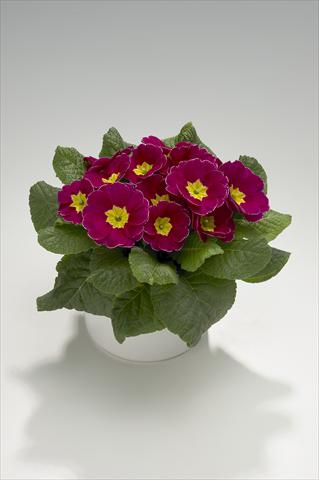 foto van een variëteit aan bloemen, te gebruiken als: Korf / Pot Primula acaulis, veris, vulgaris Viva Purple with Edge