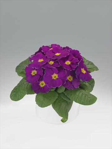 foto van een variëteit aan bloemen, te gebruiken als: Korf / Pot Primula acaulis, veris, vulgaris Viva Purple