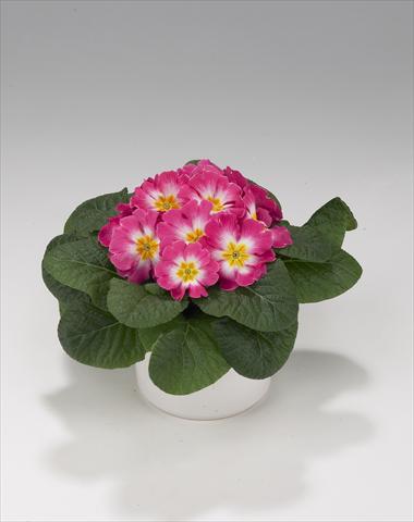foto van een variëteit aan bloemen, te gebruiken als: Korf / Pot Primula acaulis, veris, vulgaris Viva Rose Bicolor