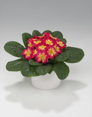 foto van een variëteit aan bloemen, te gebruiken als: Korf / Pot Primula acaulis, veris, vulgaris Viva Rose Flame