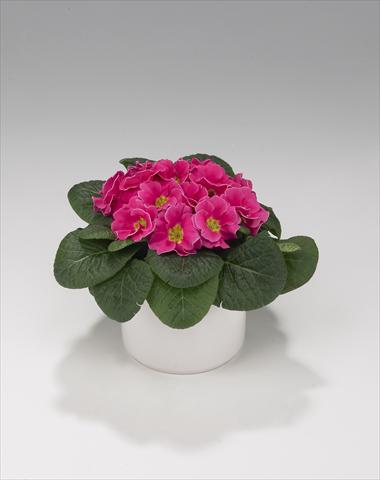 foto van een variëteit aan bloemen, te gebruiken als: Korf / Pot Primula acaulis, veris, vulgaris Viva Rose