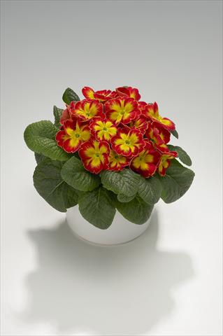 foto van een variëteit aan bloemen, te gebruiken als: Korf / Pot Primula acaulis, veris, vulgaris Viva Scarlet Flame