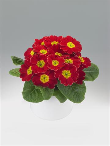 foto van een variëteit aan bloemen, te gebruiken als: Korf / Pot Primula acaulis, veris, vulgaris Viva Scarlet with Edge