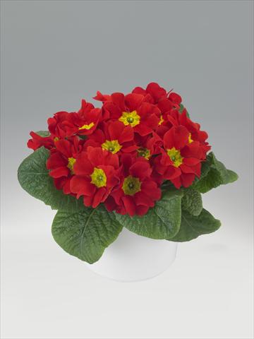 foto van een variëteit aan bloemen, te gebruiken als: Korf / Pot Primula acaulis, veris, vulgaris Viva Scarlet