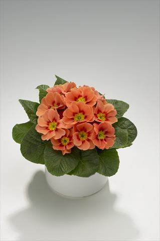 foto van een variëteit aan bloemen, te gebruiken als: Korf / Pot Primula acaulis, veris, vulgaris Viva Terracotta