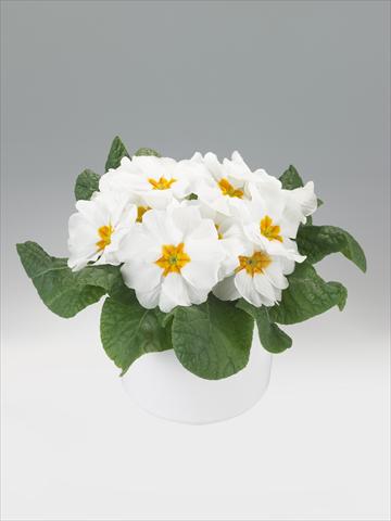foto van een variëteit aan bloemen, te gebruiken als: Korf / Pot Primula acaulis, veris, vulgaris Viva White with Orange Eye