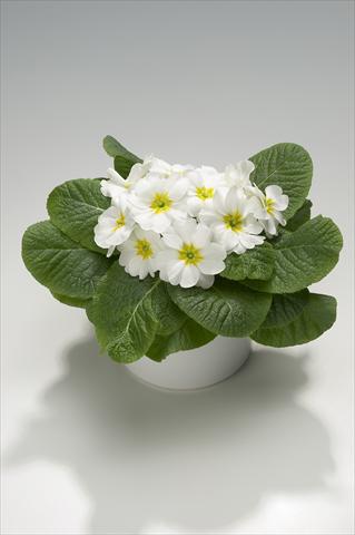 foto van een variëteit aan bloemen, te gebruiken als: Korf / Pot Primula acaulis, veris, vulgaris Viva White with Yellow Eye