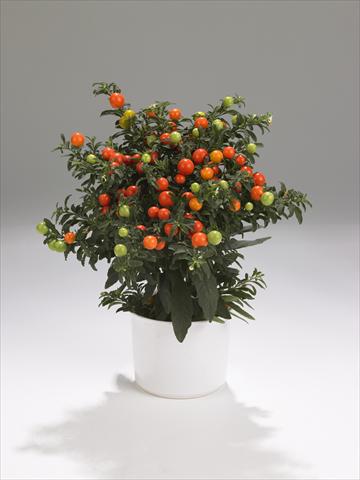 foto van een variëteit aan bloemen, te gebruiken als: Korf / Pot Solanum pseudocapsicum Thurino Light