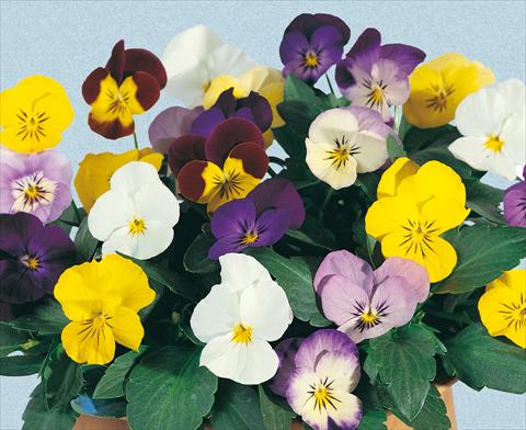 foto van een variëteit aan bloemen, te gebruiken als: Pot - en perkplant Viola cornuta Lolita Mixture