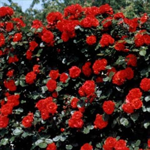 foto van een variëteit aan bloemen, te gebruiken als: Perkplant / Borders Rosa rampicante Tchin Tchin