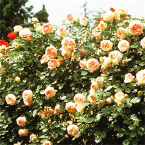 foto van een variëteit aan bloemen, te gebruiken als: Perkplant / Borders Rosa rampicante GPT Eden Rose®