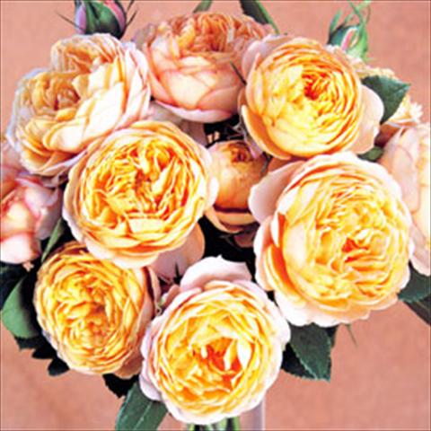 foto van een variëteit aan bloemen, te gebruiken als: Pot Rosa floribunda GPT Baby Romantica